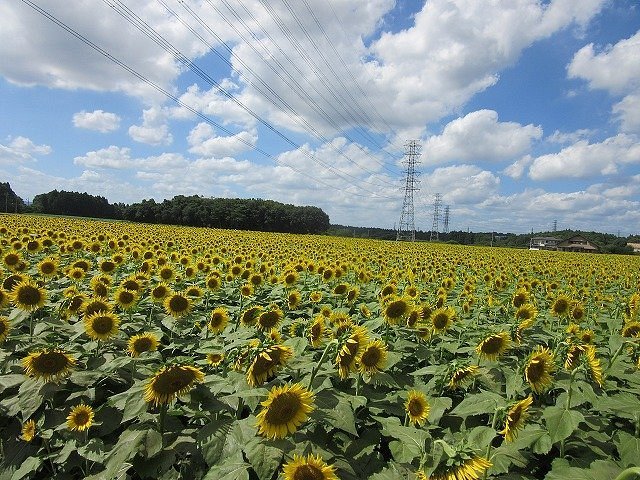 🌻 해바라기밭 (나카 해바라기 페스티벌) 이미지 1